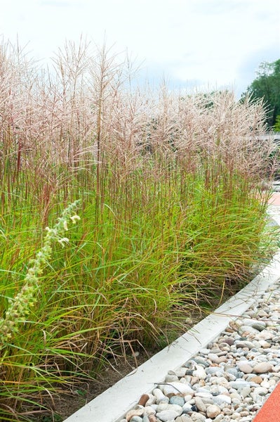 Miscanthus sinensis 'Gracillimus', Chinaschilf, ca. 11x11 cm Topf