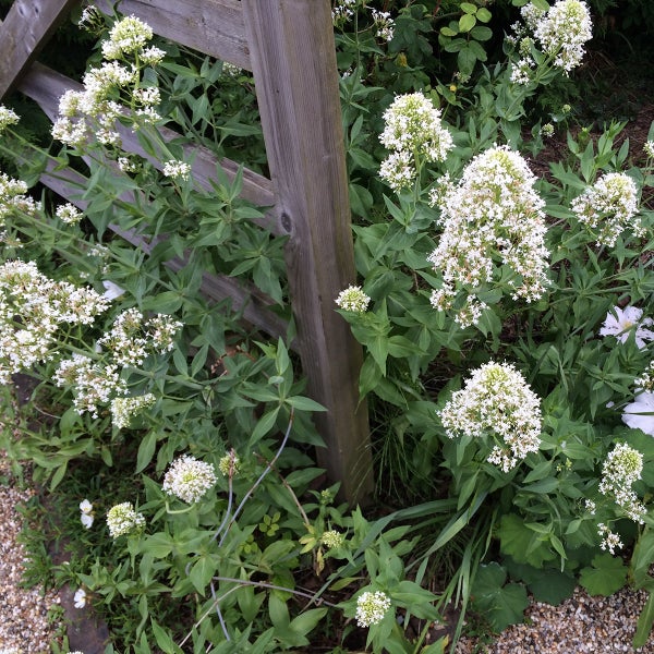 Weiße Spornblume Centranthus ruber Albus wächst an einem hölzernen Gartenzaun.