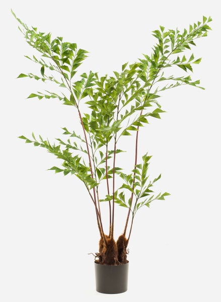 Fischschwanzpalme Caryota mitis mit grünen dreieckigen Blättern und faserigem Stamm im schwarzen Topf.