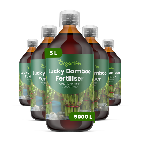 Fünf Flaschen Organifer Lucky Bamboo Dünger, organisches Düngerkonzentrat für Glücksbambus, insgesamt 5 Liter.