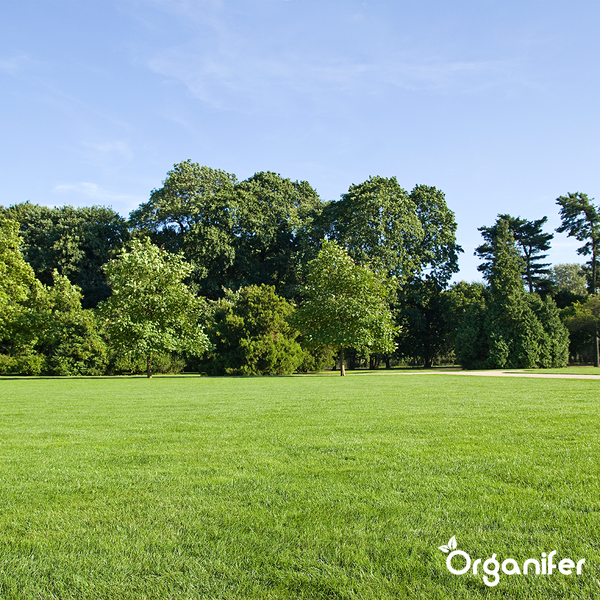 Grasinsekten-Konzentrat - 1000 ml für 250 m2 - Organifer