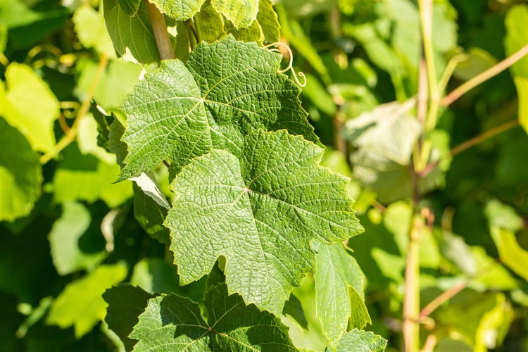 Vitis vinifera 'Erdbeertraube', Weinrebe, 100–150 cm