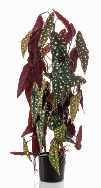 Forellenbegonie Begonia maculata mit gepunkteten Blättern, grüne Oberseite mit silbernen Punkten und rote Blattunterseite.