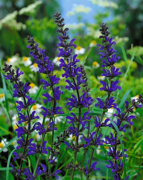 Salvia pratensis, Wiesensalbei, violett, ca. 9x9 cm Topf