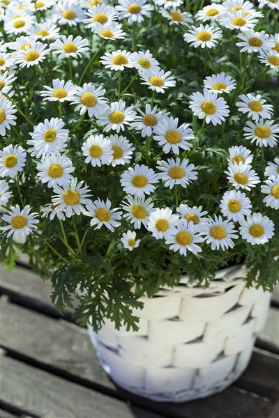Leucanthemum vulgare, Margerite, weiß, ca. 9x9 cm Topf