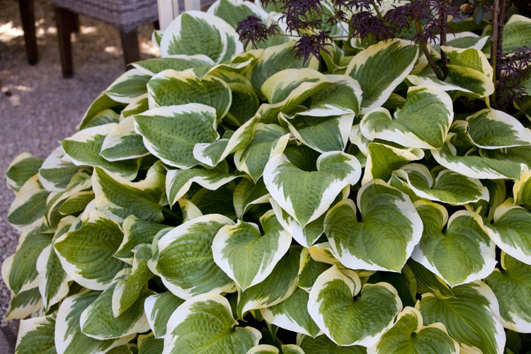 Hosta sieboldiana 'Wide Brim', Funkie, grün-gelb, 3-5 Liter Container
