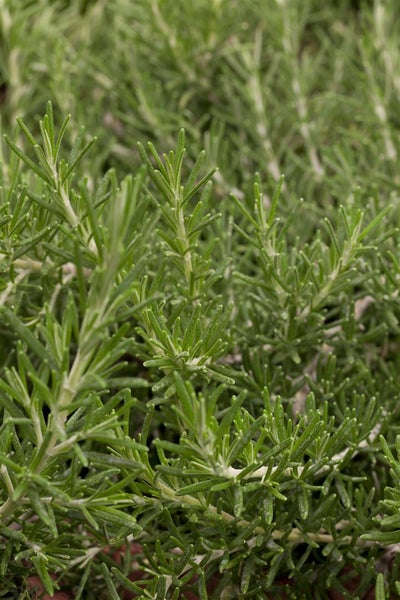 Rosmarinus officinalis 'Prostratus', kriechender Rosmarin, ca. 9x9 cm Topf