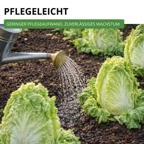 Gießen von Chinakohl im Garten, pflegeleicht mit geringem Pflegeaufwand und zuverlässigem Wachstum.