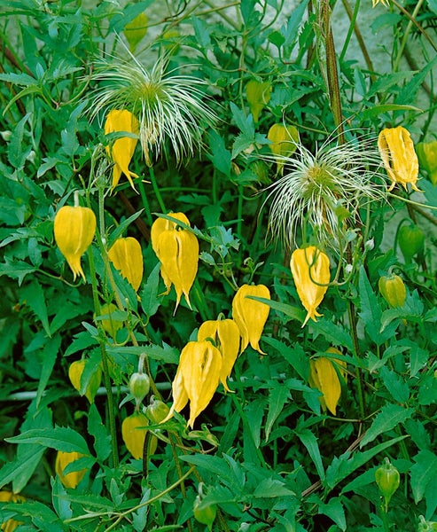 Gelbe Staudenwicke mit grünen Blättern