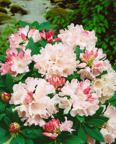 Rhododendron yakushimanum 'Dreamland', rosa Blüten, 40–50 cm