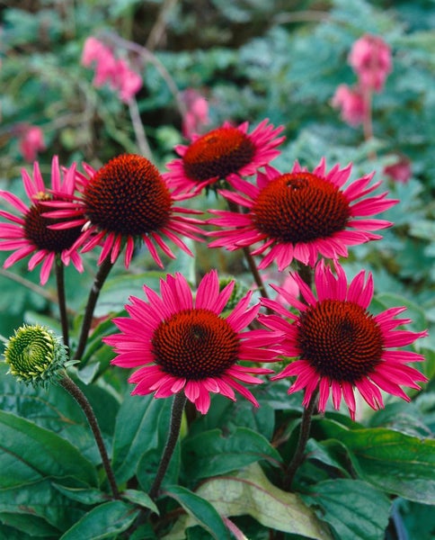 Nahaufnahme von mehreren Purpursonnenhüten im Garten.