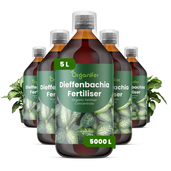 Organifer Dieffenbachia Dünger, organisches Düngerkonzentrat, Set mit 5 Flaschen, insgesamt 5 Liter.