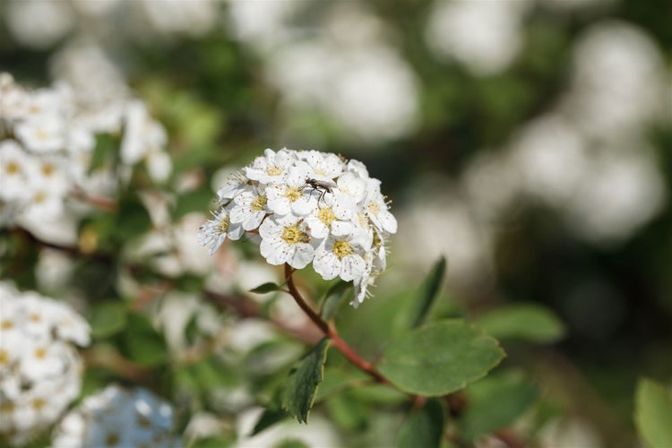 Spiraea vanhouttei, Prachtspiere, weiß, 60–80 cm