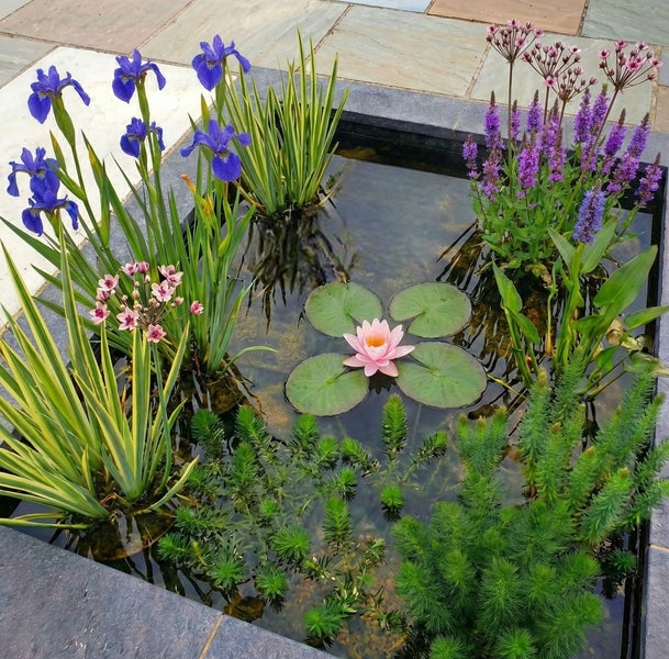 Kleiner quadratischer Gartenteich mit einer rosa Seerose, blauen Schwertlilien und verschiedenen Wasserpflanzen in einer Steinterrasse.