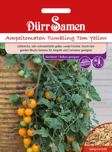 Glücksklee Oxalis deppei mit dunkler Blattmitte in einer kleinen Vase auf weißen Dekosteinen.