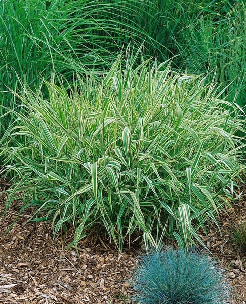 Phalaris arundinacea 'Picta', Buntes Rohrglanzgras, ca. 9x9 cm Topf