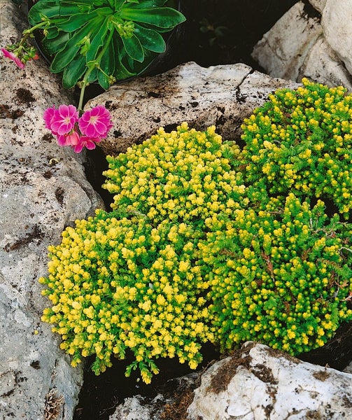 Sedum acre 'Aureum', Mauerpfeffer, gelb, ca. 9x9 cm Topf