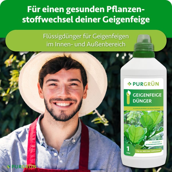 Eine Flasche PURGRÜN Geigenfeige Flüssigdünger vor einem lächelnden Gärtner mit Hut für gesundes Pflanzenwachstum.