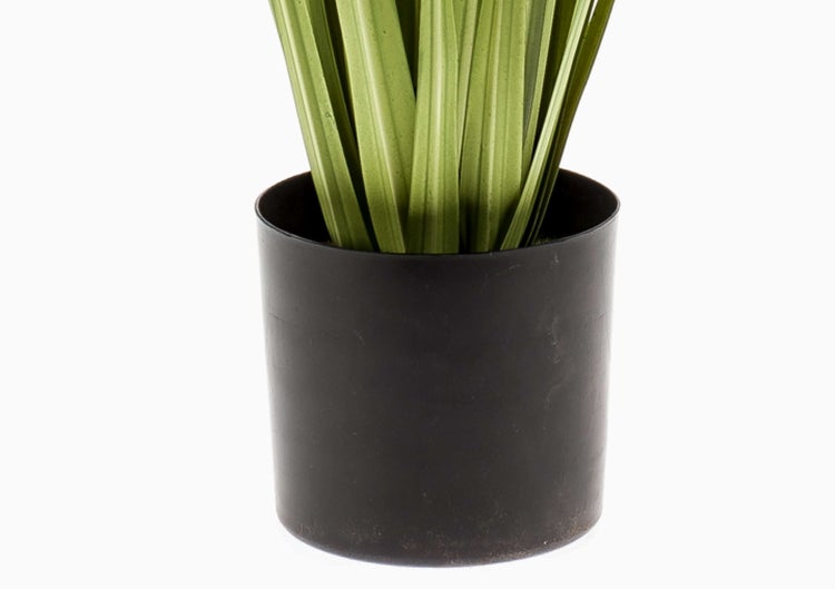 Nahaufnahme von langen, schmalen grünen Blättern einer Weide an dünnen Zweigen.