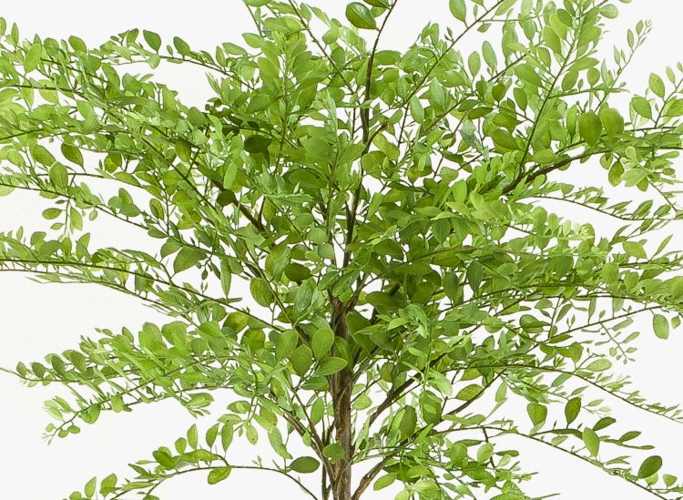 Künstliche Pflanze mit kleinen grünen Blättern und naturgetreuen braunen Stämmen.