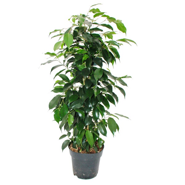 Ficus benjamini - 3er Set - Anastasia - Twighlight - Danielle im 17cm Topf