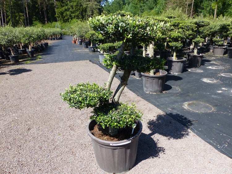 Olivenbaum 5 Pon Pon Bonsai Formgehölz Gartenbonsai Olea europaea Olive winterhart
