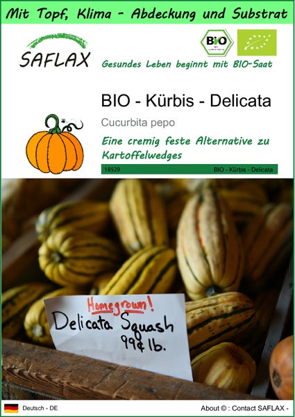 SAFLAX Garden to go - BIO - Kürbis - Delicata - Cucurbita pepo - 6 Samen - Mit Topf, Klima - Deckel und Anzuchtsubstrat