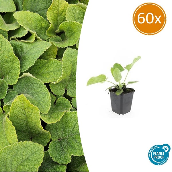60er-Set Bodendecker mit strukturierten grünen Blättern in schwarzen Pflanztöpfen, Siegel für nachhaltige Produktion On the way to Planet Proof.