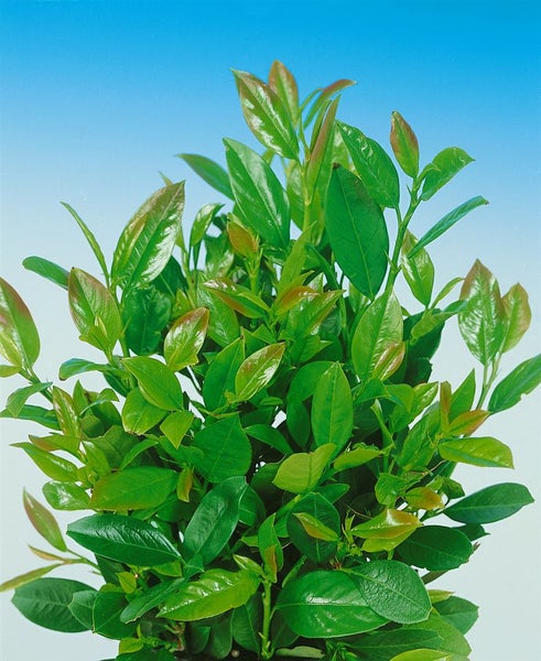 Prunus laurocerasus 'Mano', Kirschlorbeer, immergrün, 40–60 cm