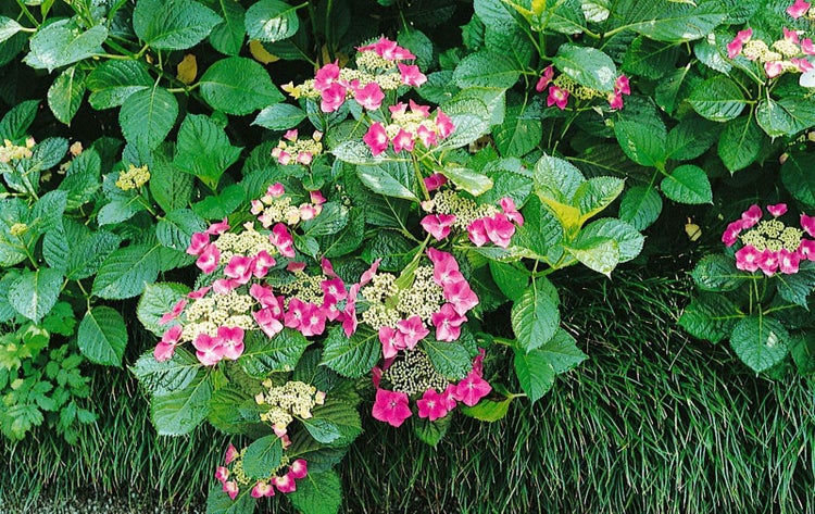 Nahaufnahme einer rosa Hortensie im Garten.