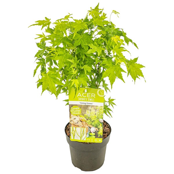 Acer palmatum 'Going Green' – Japanischer Ahorn – Strauch – Winterheart – ⌀15 cm – ↕30-40 cm