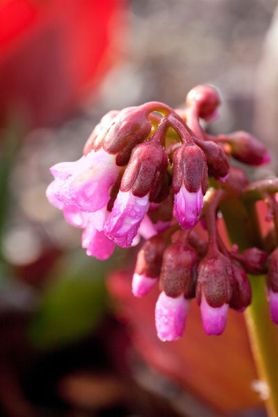 Bergenia cordifolia 'Oeschberg', Riesensteinbrech, rosa, ca. 11x11 cm Topf