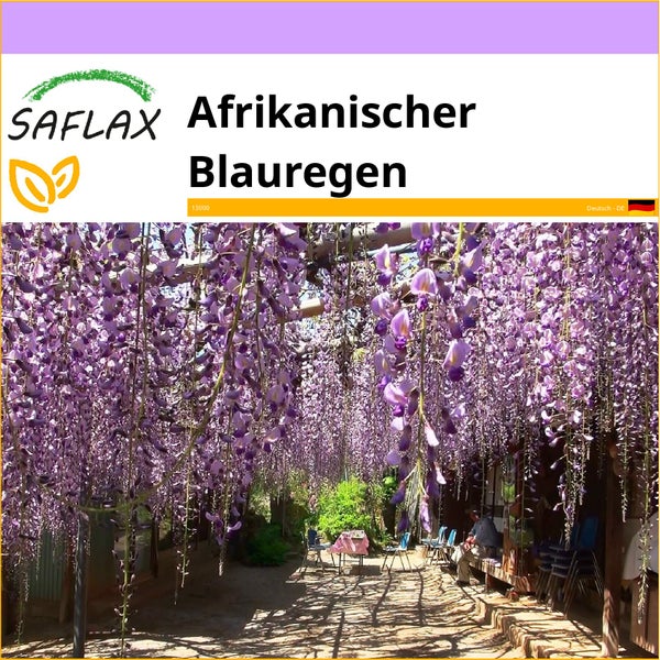 SAFLAX  - Afrikanischer Blauregen - Bolusanthus africanus - 15 Samen