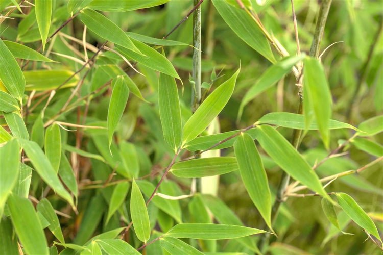 Fargesia 'Maasai', Schirmbambus, immergrün, 100–125 cm