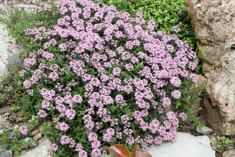 Thymus longicaulis 'Odoratus', Thymian, aromatisch, ca. 9x9 cm Topf