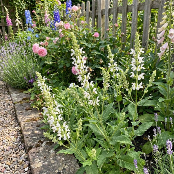 Weiße Salbeipflanzen in einem Gartenbeet mit einer Biene, Rosen und Lavendel vor einem Holzzaun.