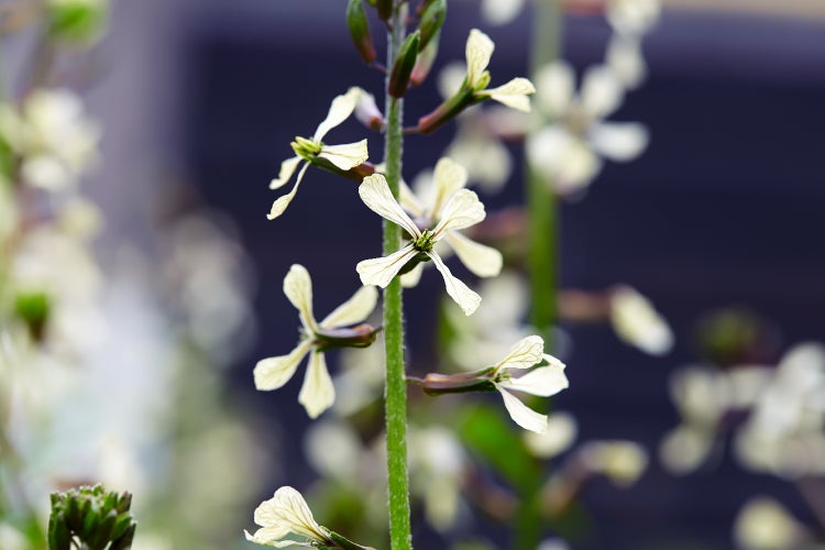 SAFLAX Garden to go - BIO - Wilder Ruccola - Diplotaxis tenuifolia - 1500 Samen - Mit Topf, Klima - Deckel und Anzuchtsubstrat