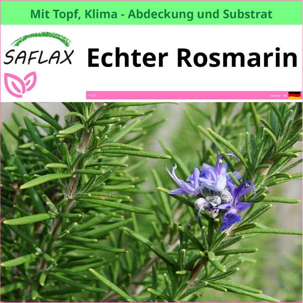 SAFLAX Garden to go - Echter Rosmarin - Rosmarinus officinalis - 100 Samen - Mit Topf, Klima - Deckel und Anzuchtsubstrat