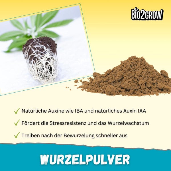 Darstellung von Wurzelpulver zur Förderung des Wurzelwachstums und zur Erhöhung der Stressresistenz