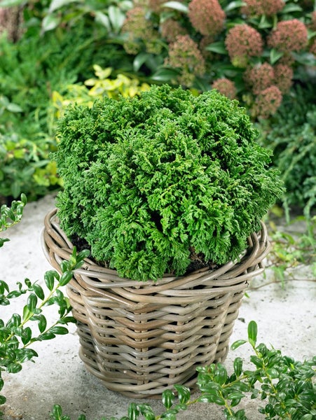 Chamaecyparis pisifera 'Nana', Zwerg-Scheinzypresse, 15–20 cm