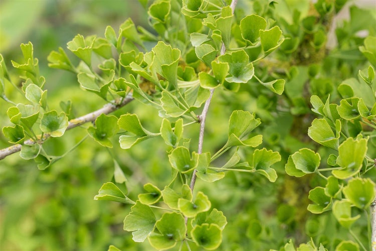 Ginkgo biloba 'Tubifolia', Fächerblattbaum, 40–60 cm