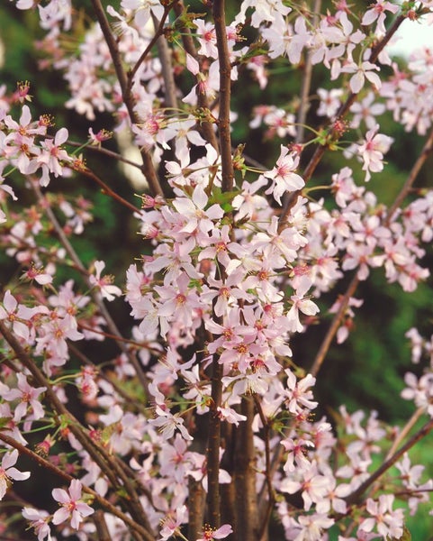 Nahaufnahme einer Zierkirsche mit zarten Blüten