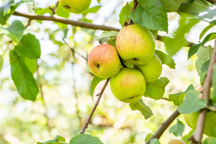 Malus 'Roter Berlepsch', Apfelbaum, 40 cm Stammhöhe
