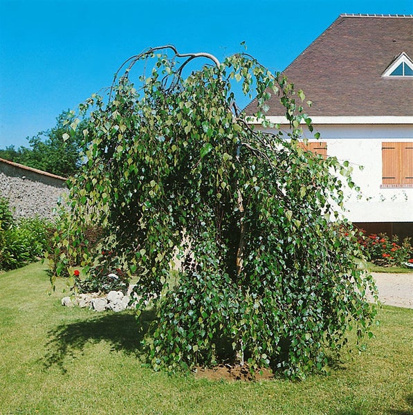 Betula pendula 'Youngii', Hängebirke, 100 cm Stammhöhe