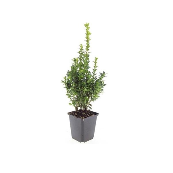 Buchsbaum - Heckenpflanze - Buxus sempervirens - 9cm Topf - Set für 20 Pflanzen