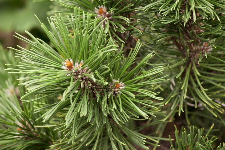 Pinus mugo 'Mops', Bergkiefer, kompakt, 15–20 cm