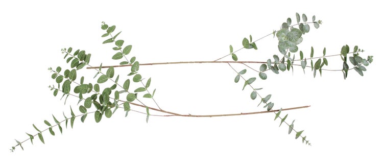 FRANK FLECHTWAREN | Zweig Eukalyptus, 2er Set, KUNSTSTOFF, Länge 107 cm
