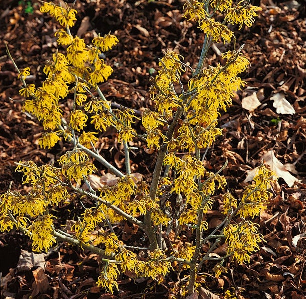 Hamamelis intermedia 'Arnold Promise', Zaubernuss, gelb, 40–60 cm