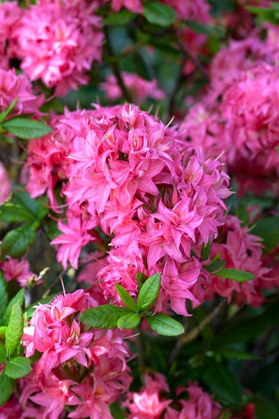 Rhododendron luteum 'Homebush', rosa Blüten, 30–40 cm