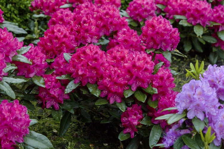 Rhododendron 'Nova Zembla', rot, 50–60 cm
